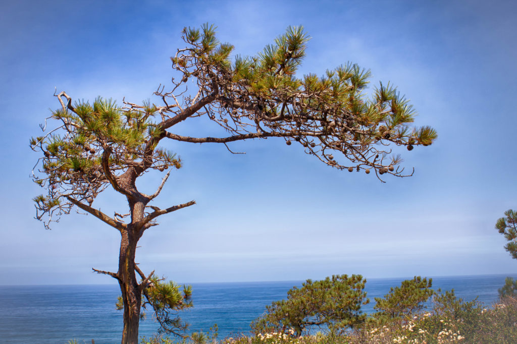 Torrey Pine Tree found in San Diego California