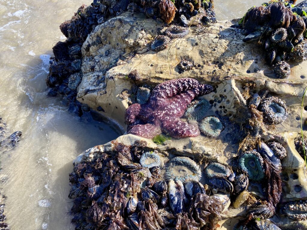 starfish and sea anenomies at Refugio State Beach 